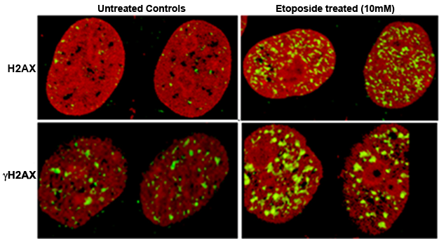 Immunostaining data vizualization